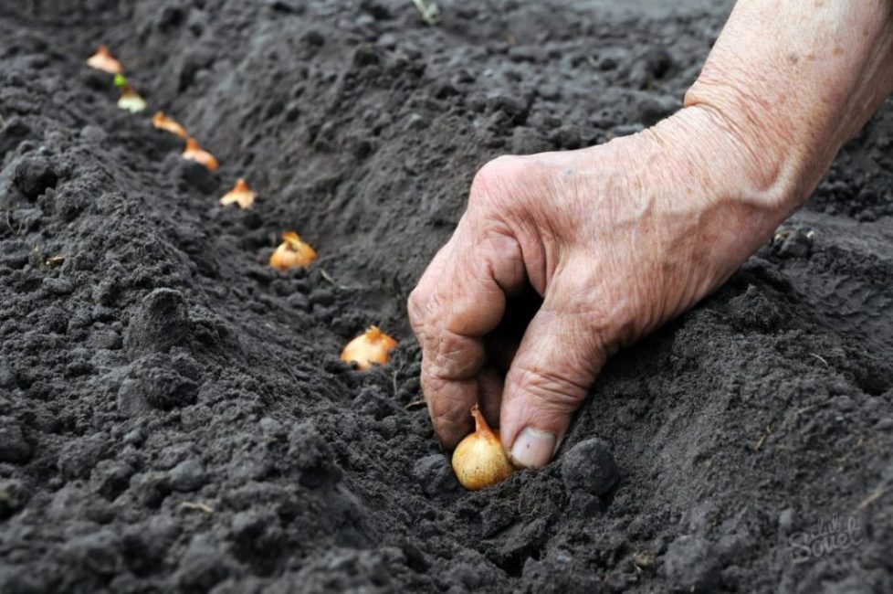 Planter des oignons dans un sol préparé