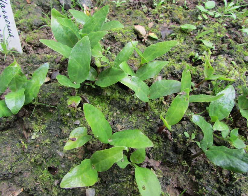 plantation de magnolias