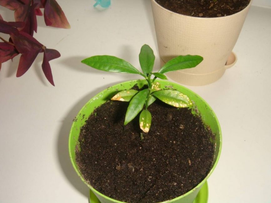 Vous pouvez faire votre propre terreau pour les shefflers