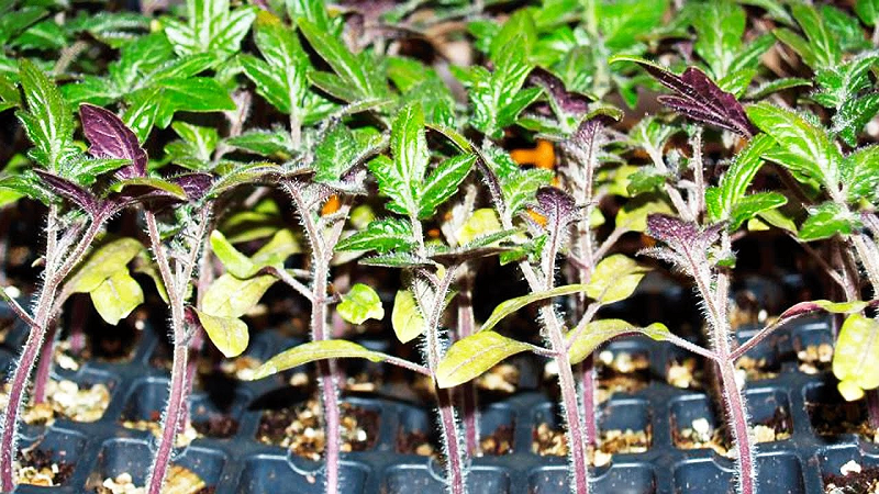 Une fois durcies, les tiges des semis et la partie inférieure du limbe acquièrent une couleur violet rougeâtre. C'est bon