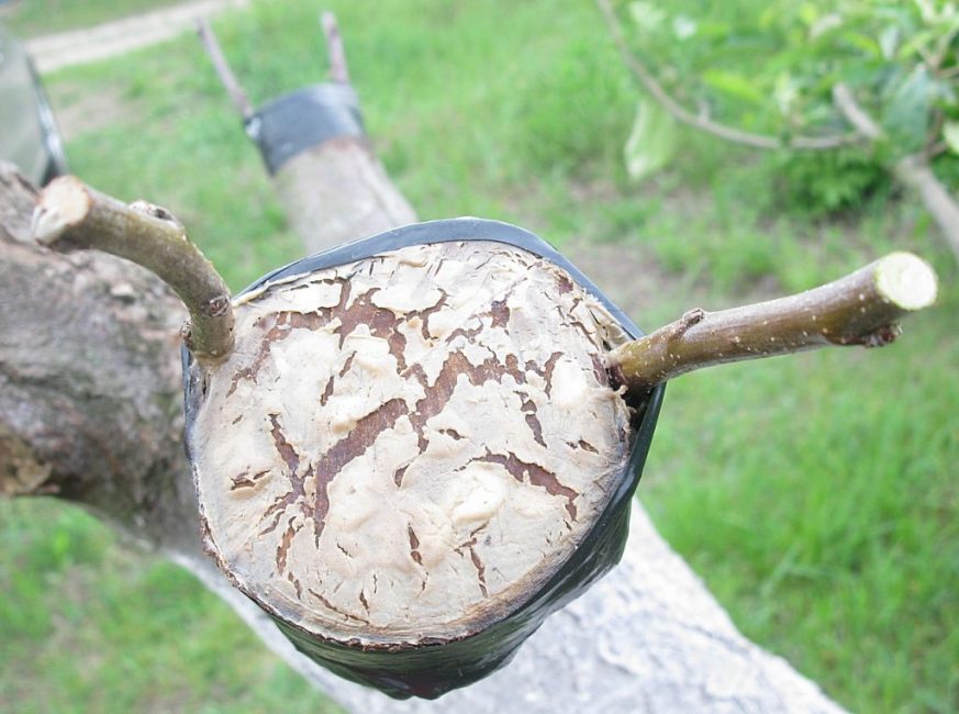 Greffe d'un arbre variétal