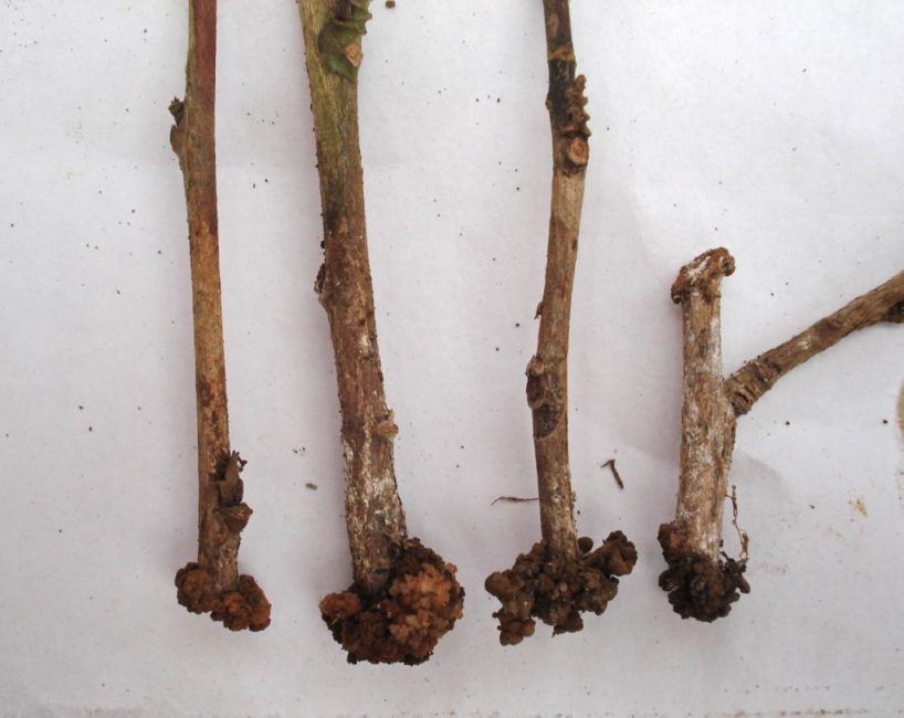 Les boutures de plantes ressemblent à ceci lorsque des racines commencent à se former dessus.