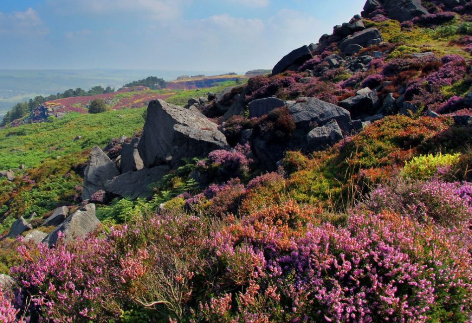 Des plantations de bruyère naturelle se trouvent dans la partie nord du continent eurasien