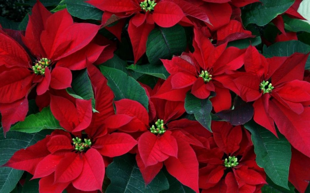 poinsettia