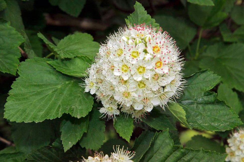 Vésicule de l'Amour