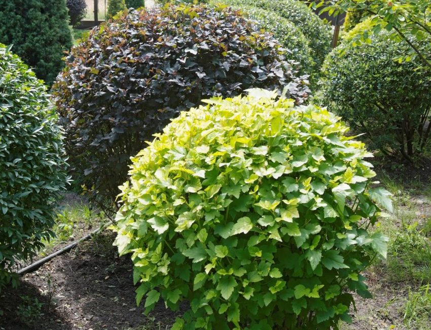 Vésicule de belle forme