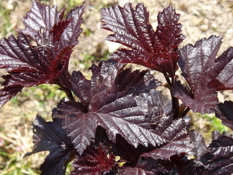 Variété de vésicule Minuit