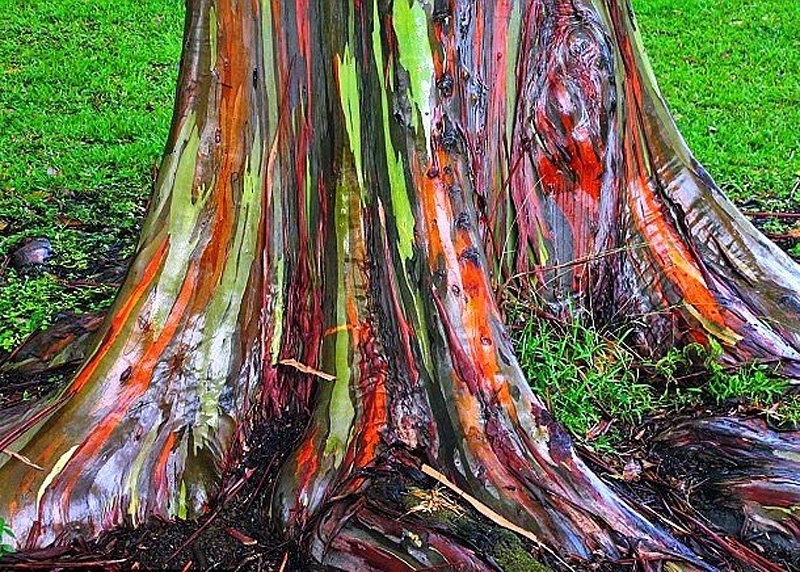 eucalyptus arc-en-ciel