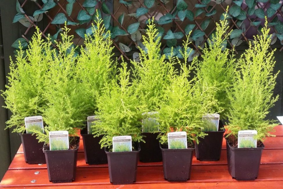 Elevage d'espèces d'intérieur