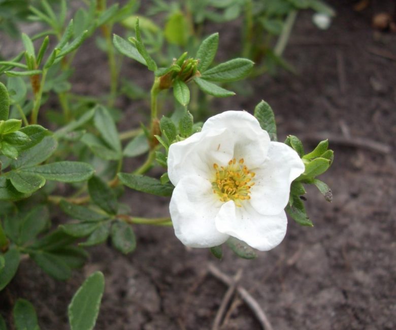Une plante peut être propagée de plusieurs manières.