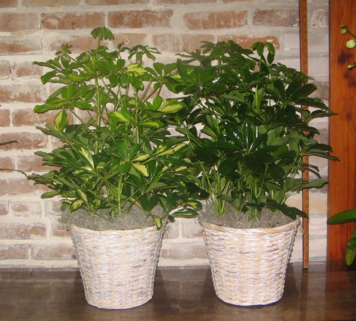 Sheffler peut être propagé de plusieurs manières.