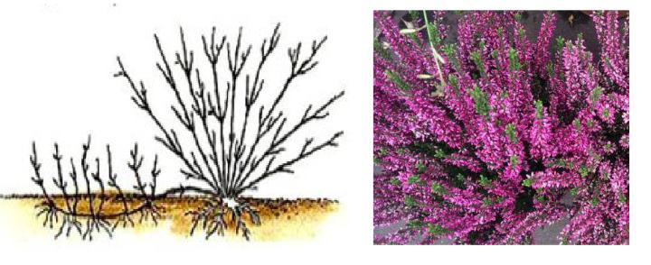 Propagation de la bruyère par marcottage horizontal