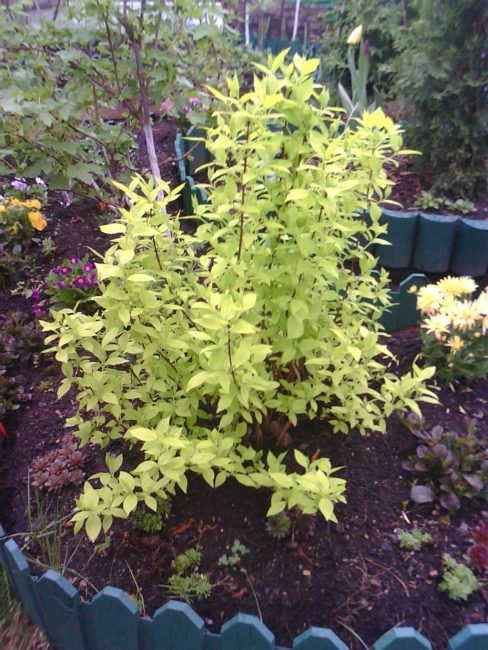 Seringat cultivé à partir de boutures