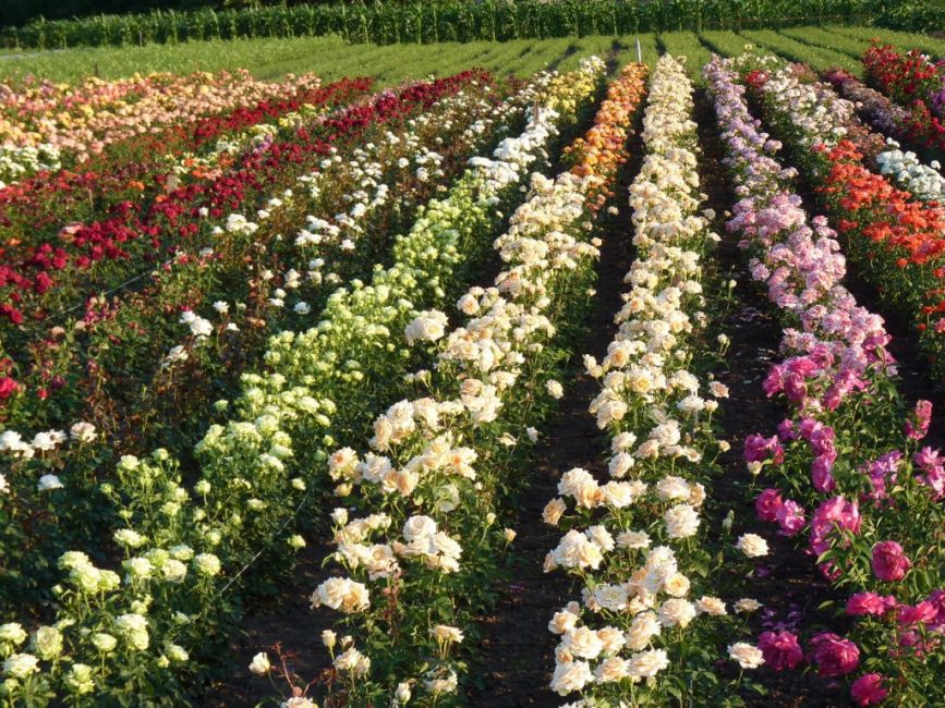 Variétés de fleurs roses