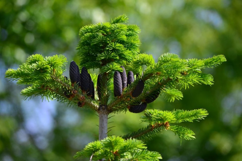 Environ 10 espèces végétales sont utilisées en jardinage ornemental