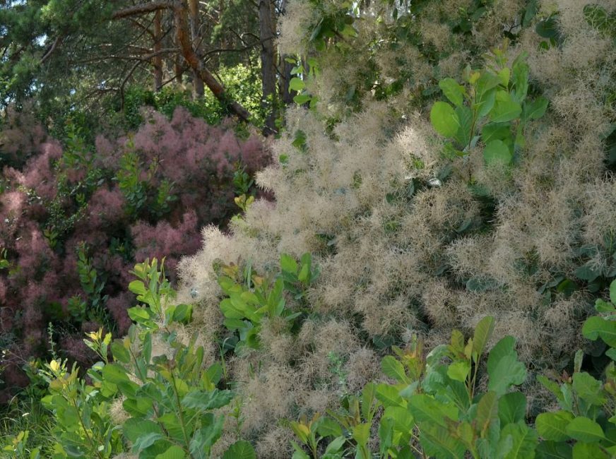 Différents types de skumpii dans des conditions de croissance naturelles