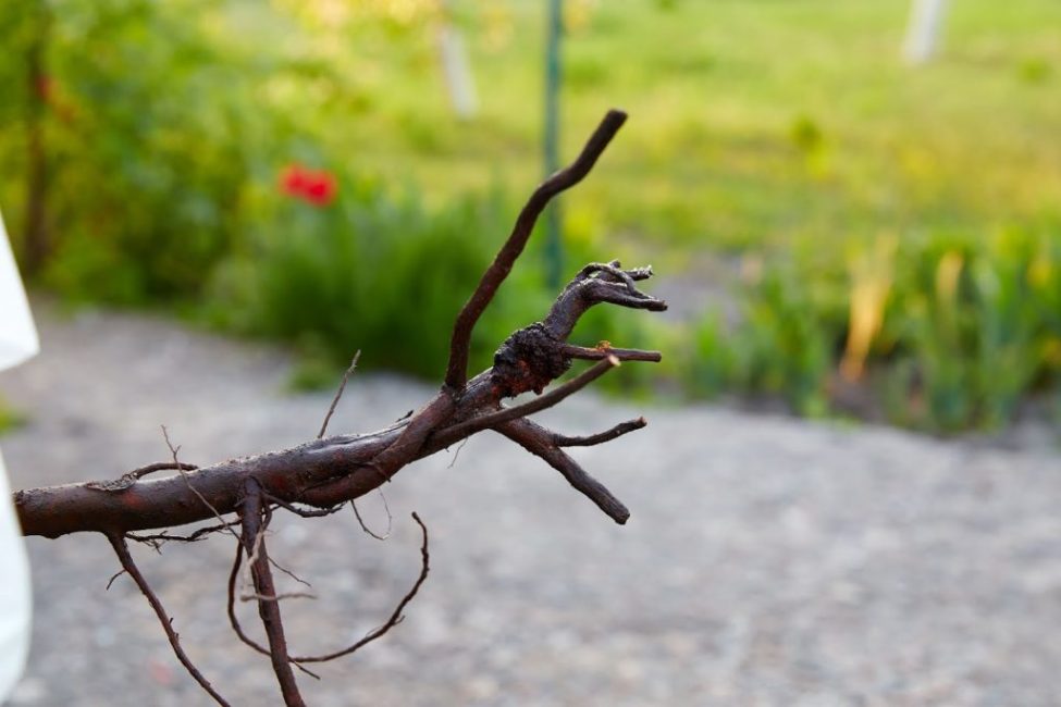 cancer des racines des arbres