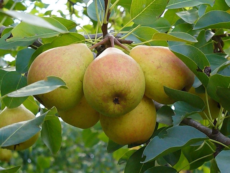 poire précoce