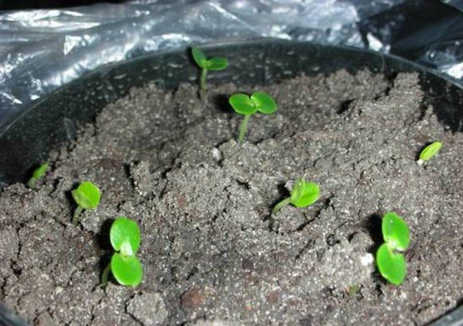 Semis 3 semaines après la plantation