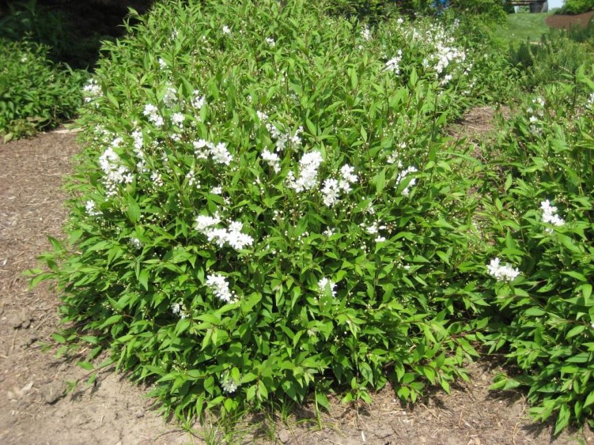 La plante s'enracine bien en pleine terre dans le centre de la Russie