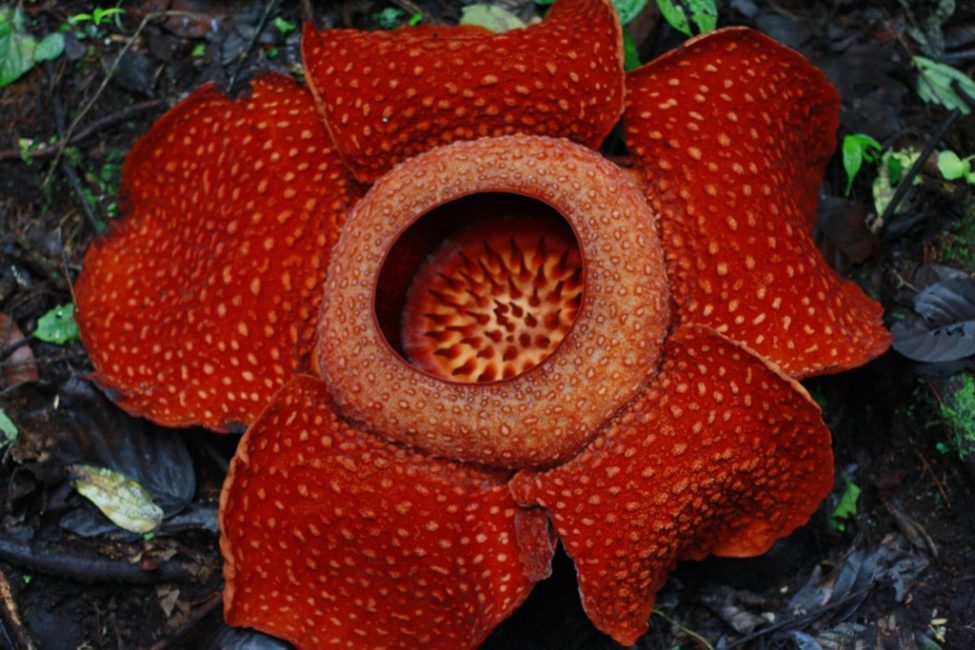 Rafflesia