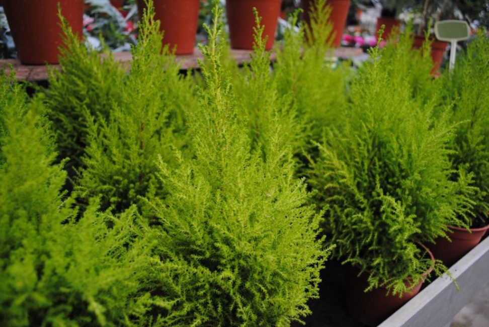 Sapins de Noël miniatures luxueux