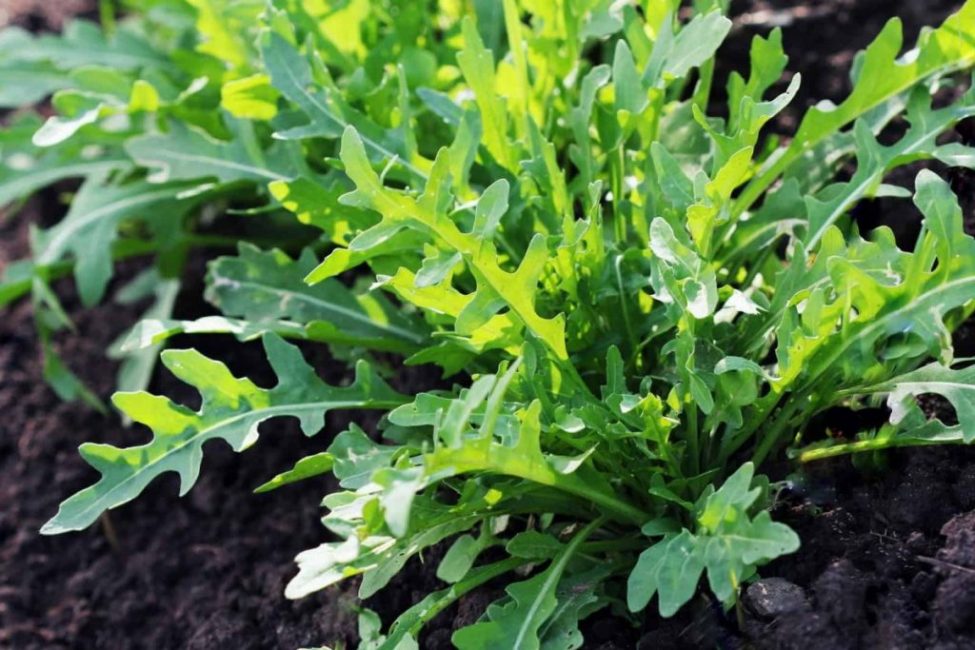 Roquette au jardin