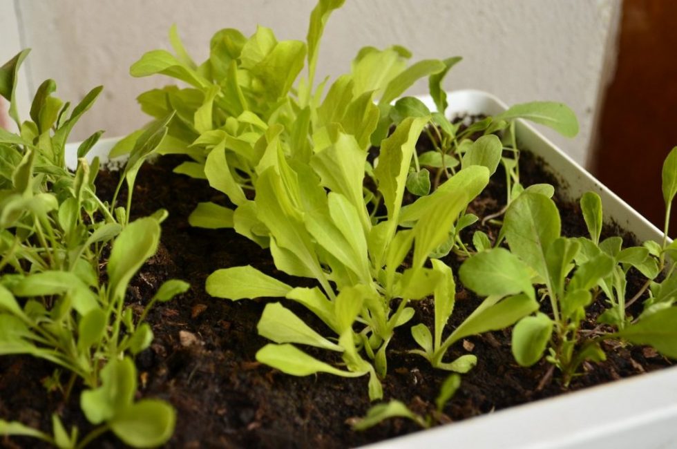 Faire pousser de la roquette à la maison