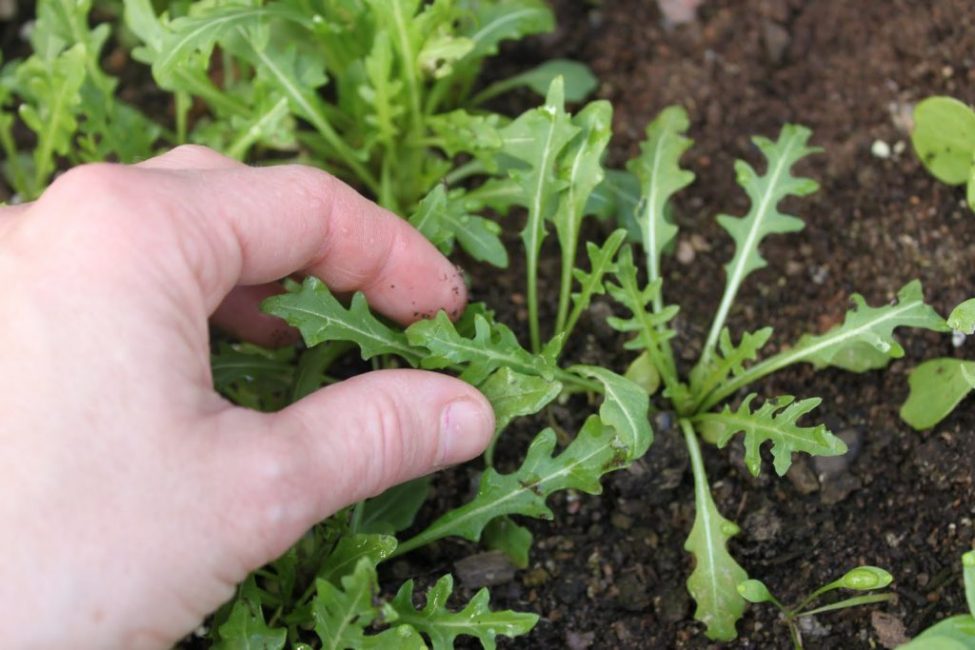 La roquette nécessite un minimum de soins