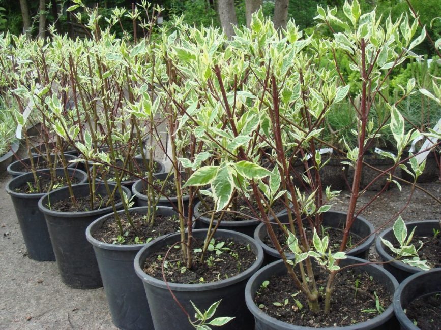 semis de derain blanc