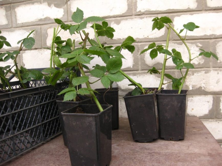 Semis prêts à être plantés