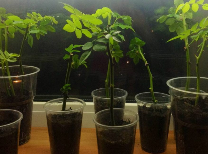 Semis de roses sur le balcon