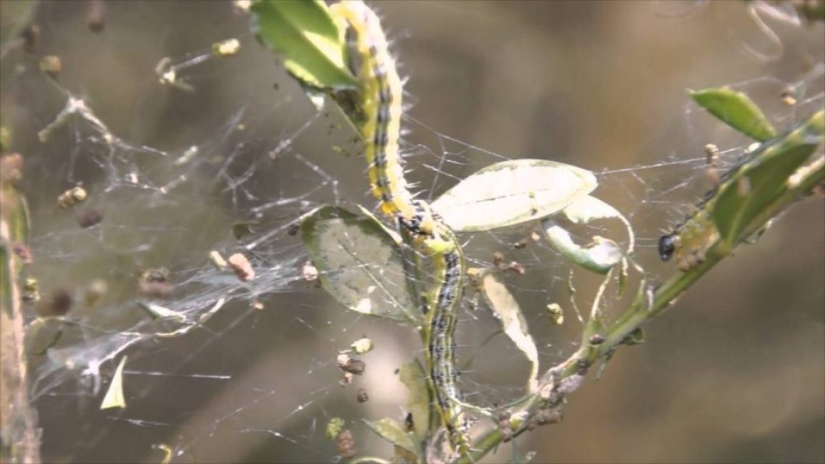 La teigne du buis est un ravageur dangereux, à cause duquel la plante meurt