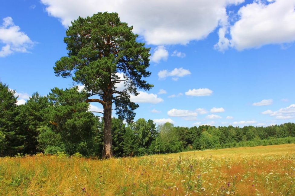 arbre de la liberté