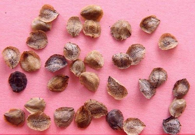 Graines d'incarvillea