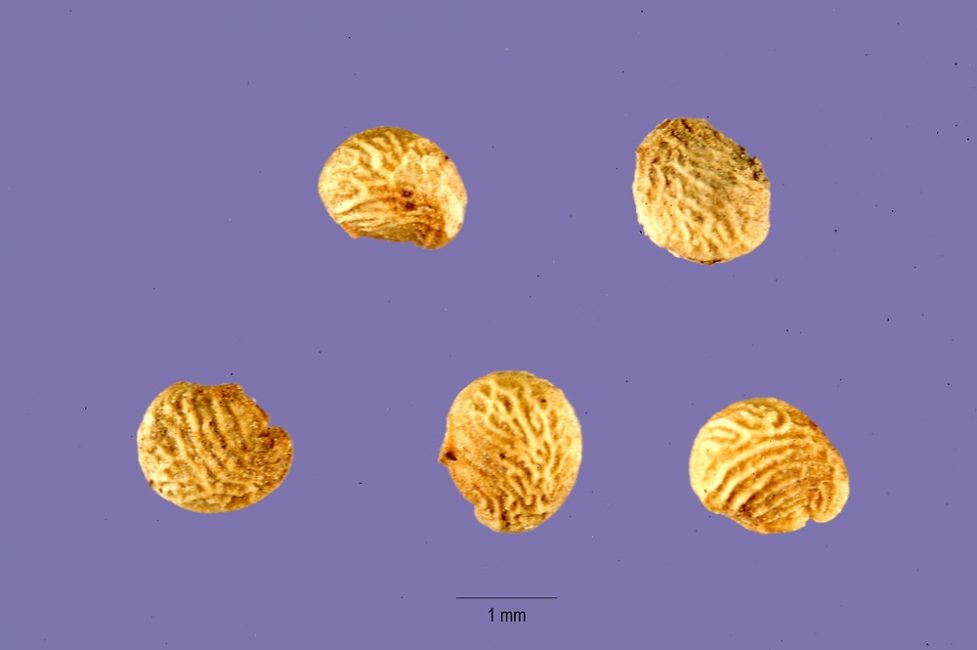 des graines de plantes