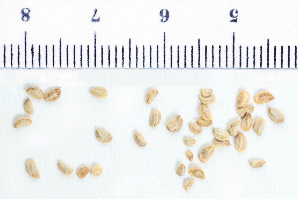 Graines de Schefflera