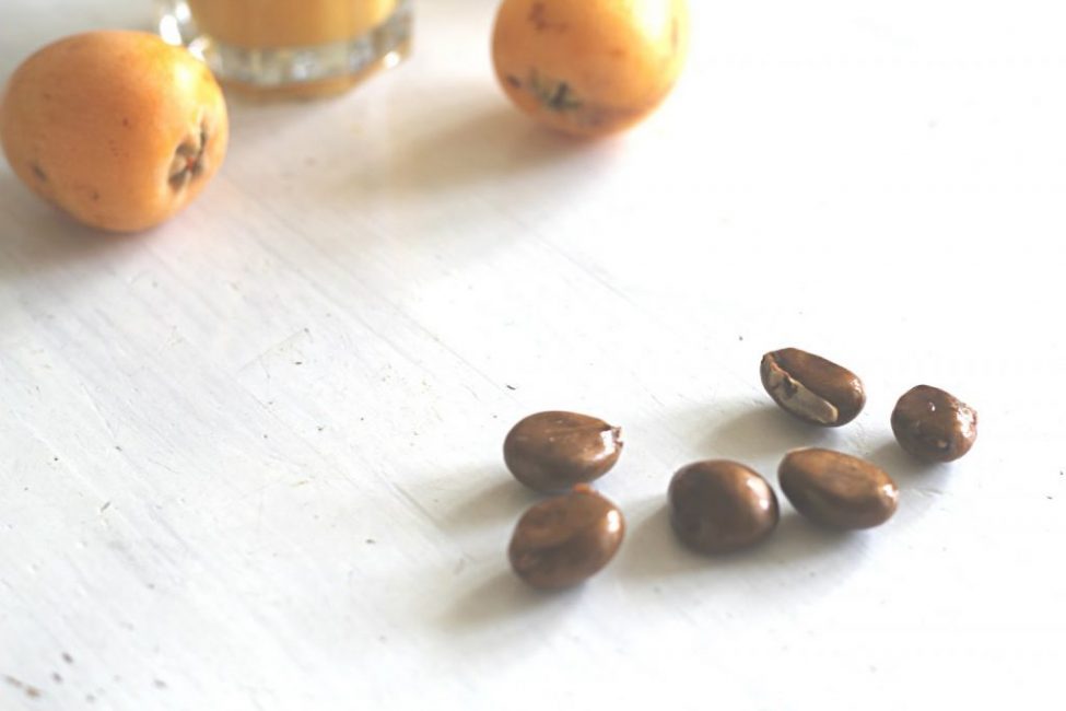 Les graines d'arbre à thé crues contiennent des substances toxiques