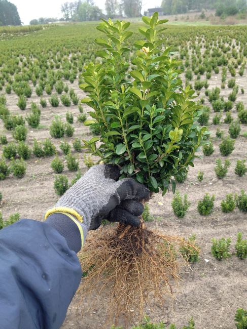 Septembre est le meilleur mois pour planter des arbustes en pleine terre