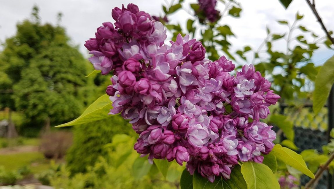 Olympiade Kolesnikov