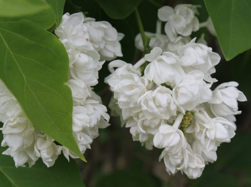 Mémoire lilas de Kolesnikov