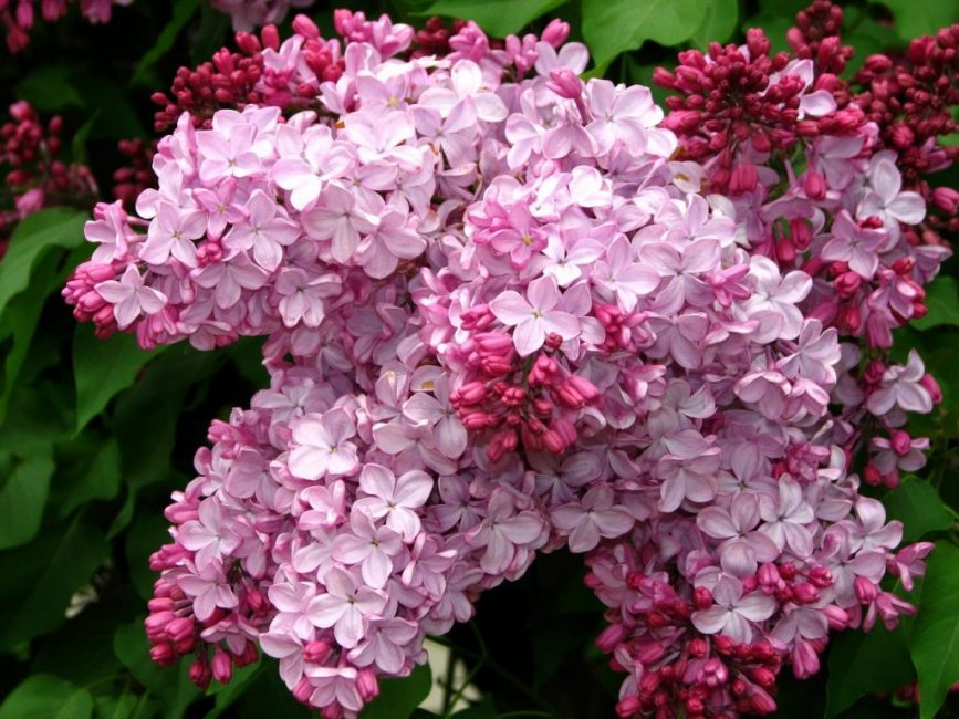 Buffon lilas