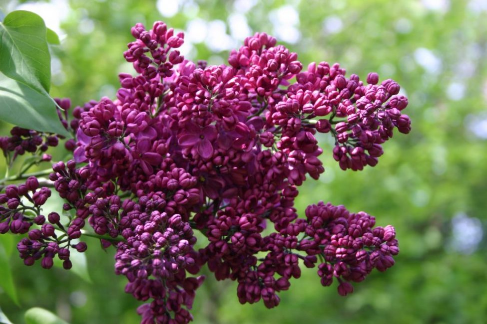 Bannière lilas de Lénine