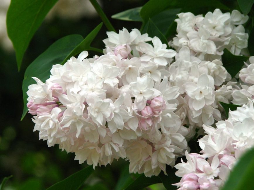 Beauté lilas de Moscou