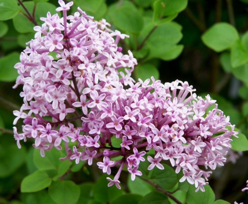 palibin lilas de meyer