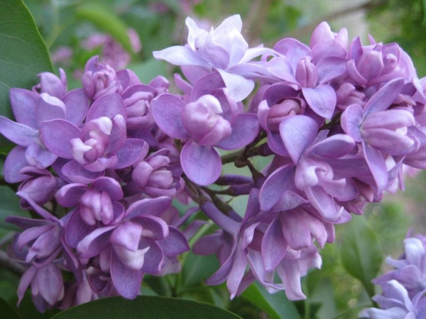 Espoir lilas
