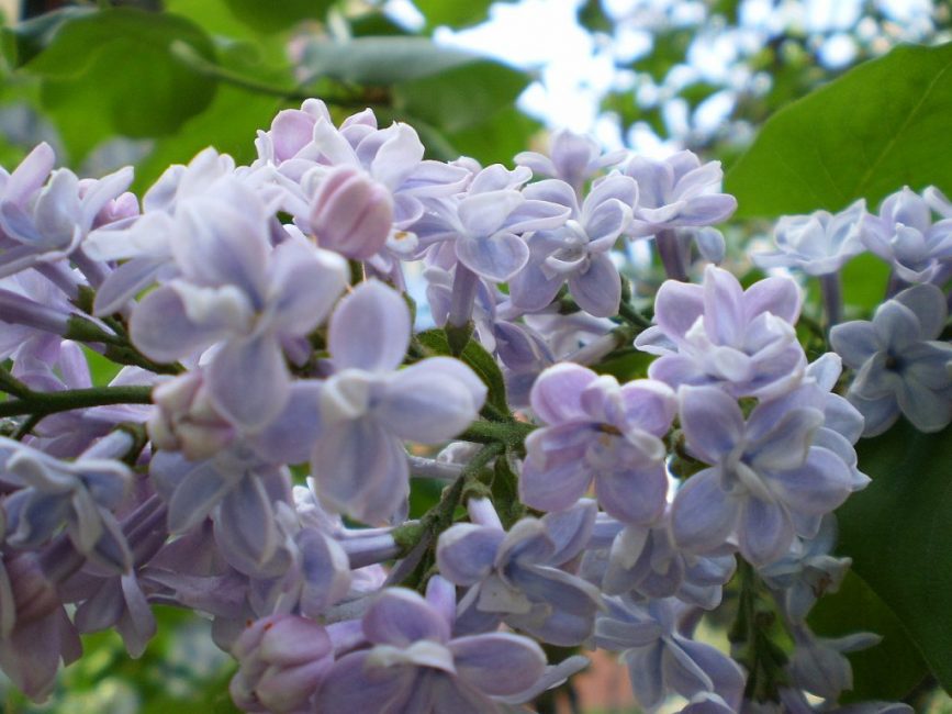 Lilas commun - un invité bienvenu sur la parcelle