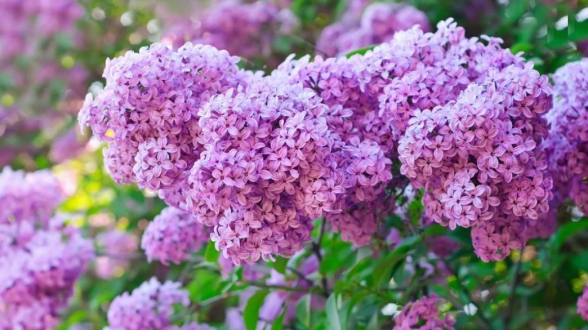 Lilas de Perse