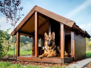 Comment faire un stand pour un chien de vos propres mains: construire une maison dans la cour et dans l
