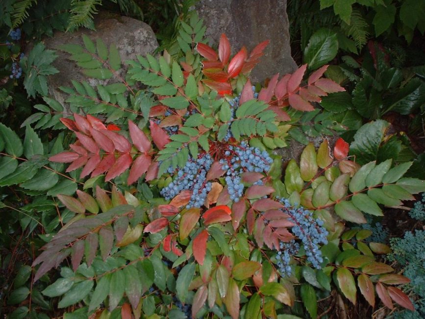 Fruits mûrs de la culture
